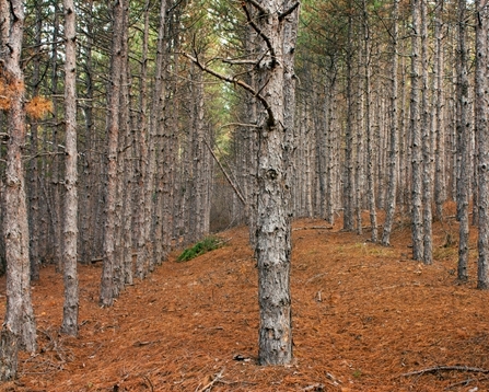 Plantation Woodland