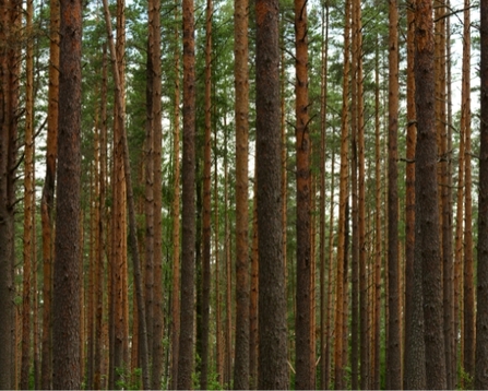 Uniform, straight trees growing in a plantation woodland