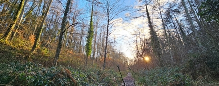 Woodlands at Goblin Combe