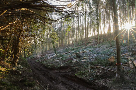Sunlight coming through the trees at Goblin Combe
