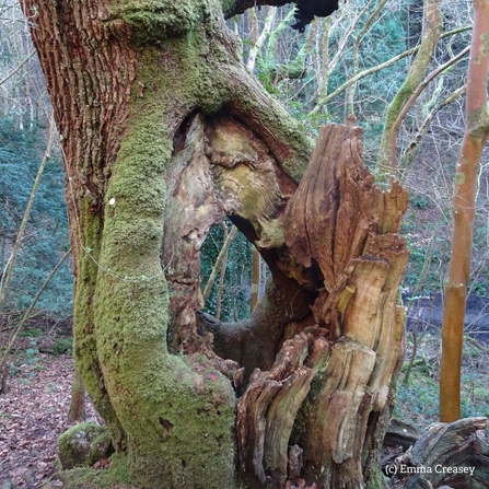 Oak tree at Goblin Combe