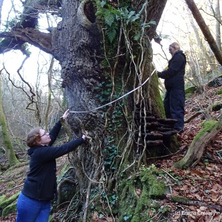 Volunteers measuring trees