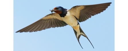 flying swallow with insects in it's beak