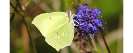 brimstone butterfly