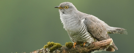 cuckoo