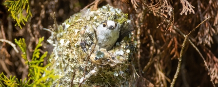 Long-tailed tit in nest 