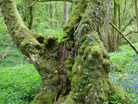 Oak tree at Hutton Hill