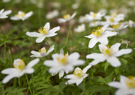 wood anemones growing on the woodland floor