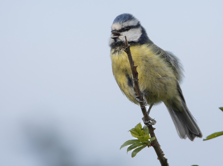 Singing Blue tit 