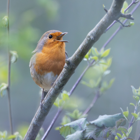 Singing robin