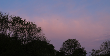 The morning sky and the tops of the trees