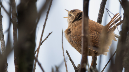 A singing Wren