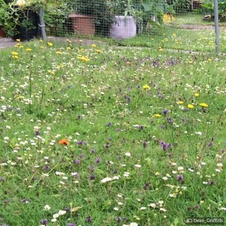 A lawn left long for No Mow May
