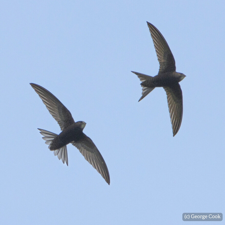 two flying swifts