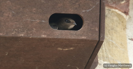 swift in box