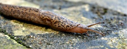 Meet the Marvellous Super Slugs and Snails | Avon Wildlife Trust