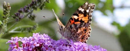 Painted lady on buddleia