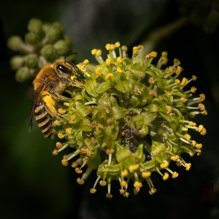 Alice Park Ivy Bee