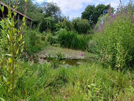 Grow Wilder pond