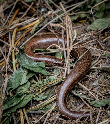 Individual Helen Alloush slow worm