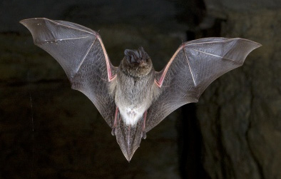 Barbastella bat