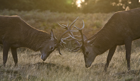 Two red deer stags clashing antlers in a field of long, dry grass
