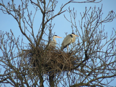 Two grey herons on a nest 