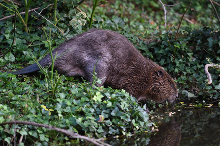 A beaver about to enter the water