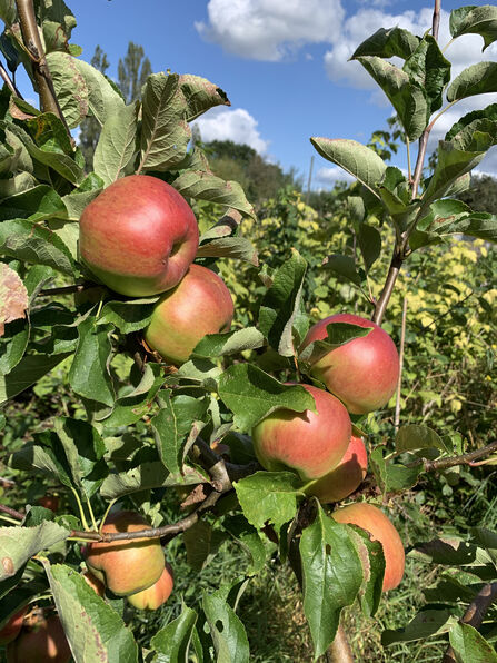 Image of Wagner variety of apples on tree