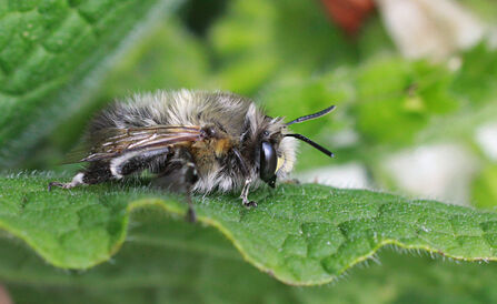 A male hairy-footed flower bee on a leaf