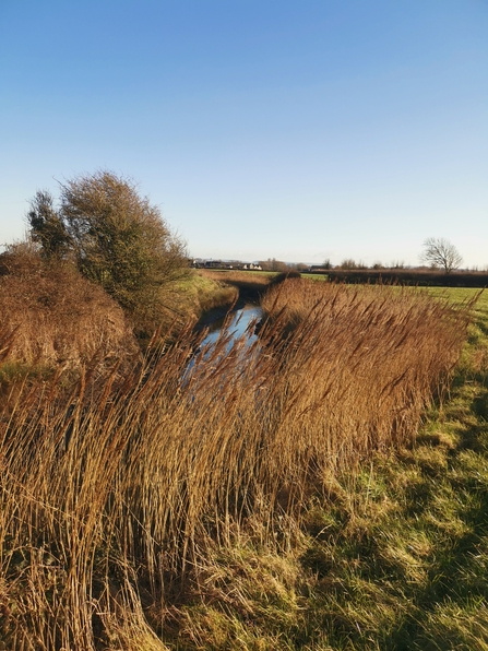 Image from Ebdon Farm showing fields, hedges and rhynes