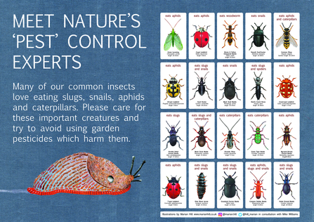 Natures pest contol experts with insects and what they eat, picture of slug