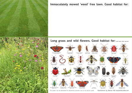Wildflower lawns are full of colour and insects vs mowed lawns which are plain