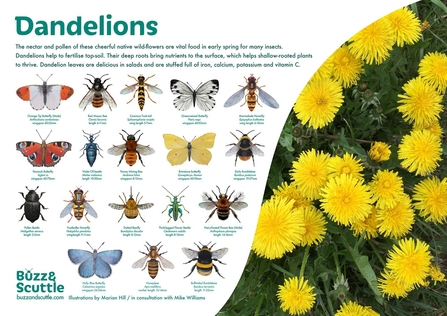 Dandilions poster with insects supported