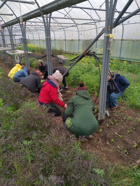 People working in a polytunnel at Grow Wilder