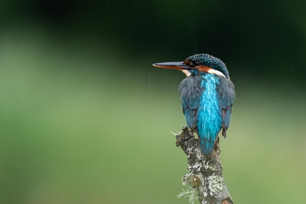 Kingfisher