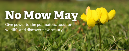 No Mow May grass and birdsfoot trefoil