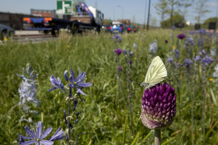 A butterfly on clover beside a busy road