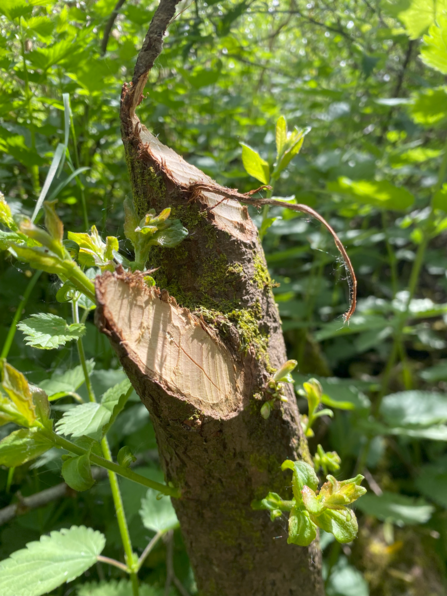 A tree that's been coppiced by a beaver