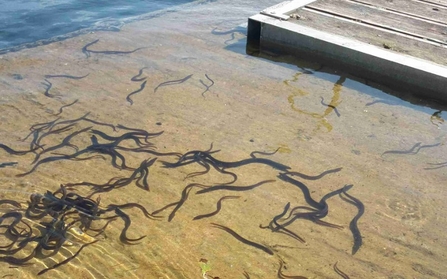 European eels in Blagdon Lake