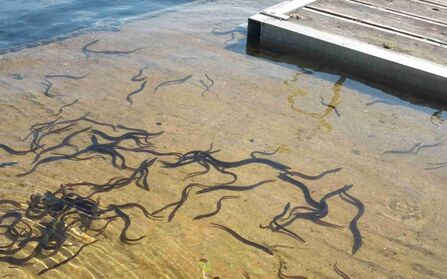 European eels: Migratory, metamorphosising magicians | Avon Wildlife Trust