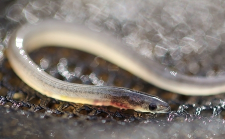 Glass eel