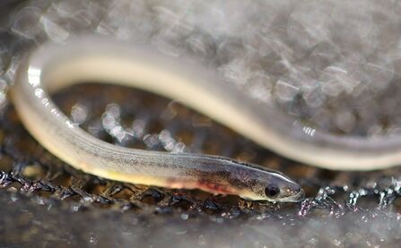 European eels: Migratory, metamorphosising magicians | Avon Wildlife Trust