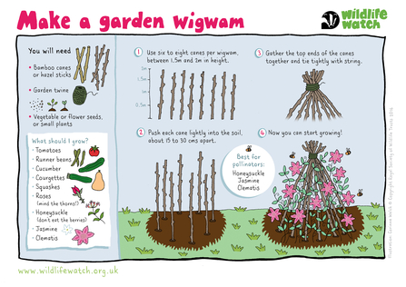 Making a wigwam for plants