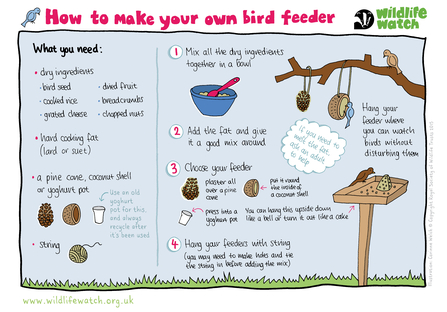How to make your own bird feeder