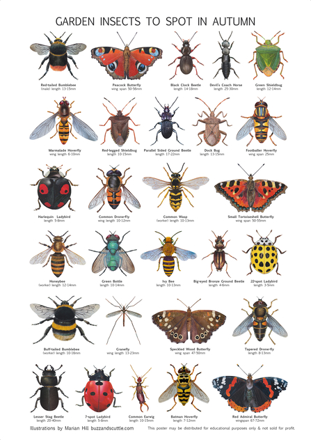 Beautiful images of insects found in autumn on a white background