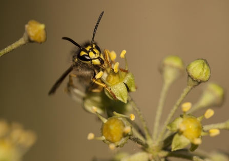 Wasp on ivy flower