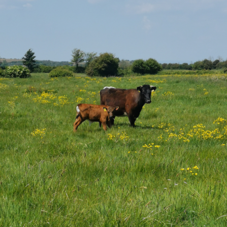 Ebdon cows