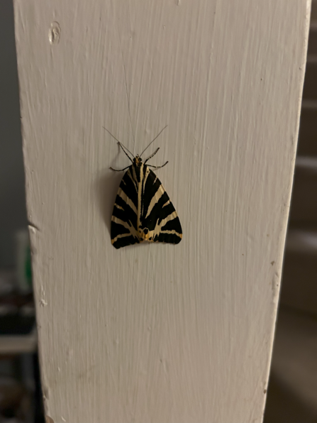 A jersey tiger moth