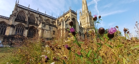 The mini meadow outside St Mary Redcliffe church